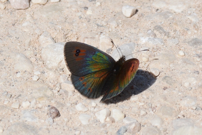 Erebia cassioides ?  S !